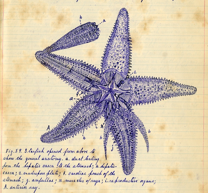 The dissection of a starfish: perhaps the most spectacular of Mather's drawings.