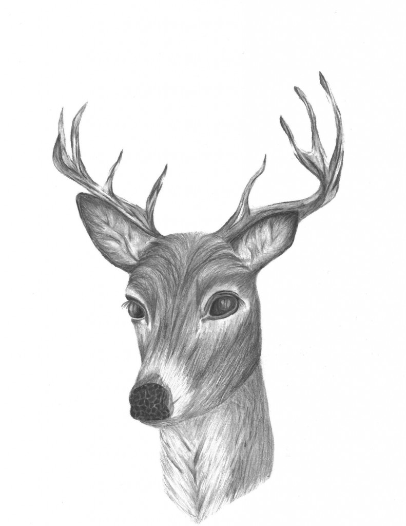 deer 1
