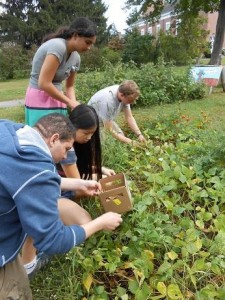 Students harvest black beans from the garden!
