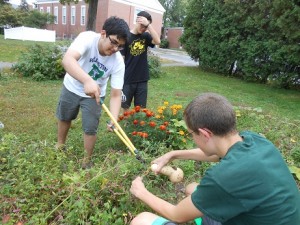 Sustainable Life members, Sam Mahmood, Billy Ashenden, and Eson Law help harvest a winter squash.