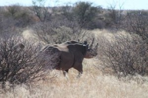 Black Rhino spotted by Hill family in South Africa
